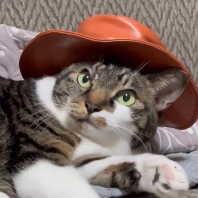 cat wif hat